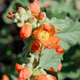 Munro's Globemallow